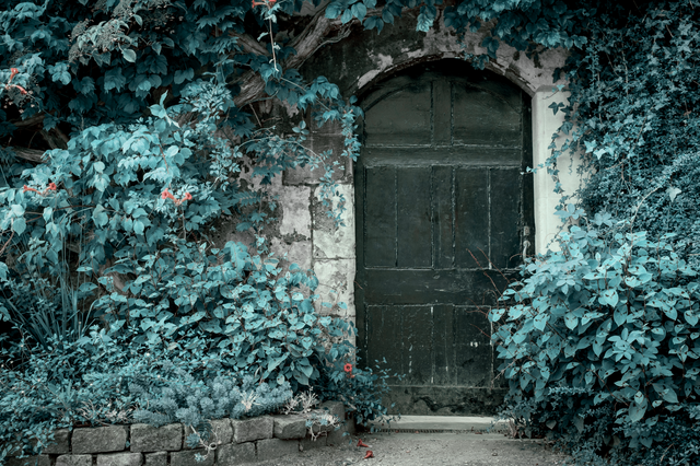 a black door surrounded by vines and plants